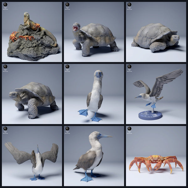 Cette image est l'image de catégorie pour la sortie 24_08: Galápagos-miniatures animales et figurines animales pour diorama et modélisme