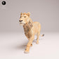 Photo de produit Figurine animale diorama, modélisme : 0 : Figurine d'animal de savane : jeune lion – subadulte (Réf 25_08_04)