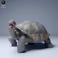 Produktfoto Tier Figur Diorama, Modellbau: 0: Dschungel Tier Figur: fressende Galápagos-Riesenschildkröte (Ref 24_08_03)