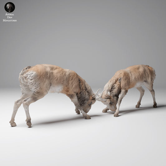 Produktfoto Tier Figur Diorama, Modellbau: 0: Wildtier Figur: kämpfende Mongolische Saiga-Männchen (Ref 24_12_08)