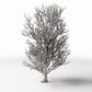 Photo produit pour diorama et modélisme 0 : Végétation pour diorama : grand arbre sans feuilles avec racines (Ref. 1092D)