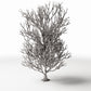 Photo produit pour diorama et modélisme 2 : Végétation pour diorama : grand arbre sans feuilles avec racines (Ref. 1092D)