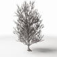 Photo produit pour diorama et modélisme 3 : Végétation pour diorama : grand arbre sans feuilles avec racines (Ref. 1092D)