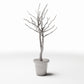 Photo produit pour diorama et modélisme 0 : Plantes pour diorama : arbre d’ornement sans feuilles en pot de fleurs (Ref. 1099D)