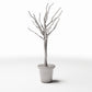 Photo produit pour diorama et modélisme 2 : Plantes pour diorama : arbre d’ornement sans feuilles en pot de fleurs (Ref. 1099D)