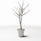 Photo produit pour diorama et modélisme 3 : Plantes pour diorama : arbre d’ornement sans feuilles en pot de fleurs (Ref. 1099D)