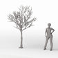 Photo produit pour diorama et modélisme 1 : Plantes pour diorama : arbre caduc détaillé sans feuilles (Ref. 1104D)