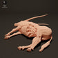 Photo de produit Figurine animale Diorama, modélisme : 0 : Cadavre de Gemsbok Antilope : Animaux d'Afrique