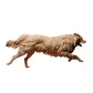 Photo produit figurine animale diorama, modélisme : 0 : Figurine d'animal de compagnie : chien courant - Border Collie