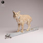 Photo du produit Tabletop 28mm Lord of the Print (LotP) 3 : figurine d’animal sauvage : lynx d’Eurasie - sur un arbre (26_07_04)