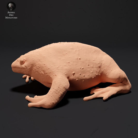 Photo produit figurine animale Animal Den Miniatures 0 : Figurine animale amphibien : Crapaud fouisseur mexicain (23_09_17)