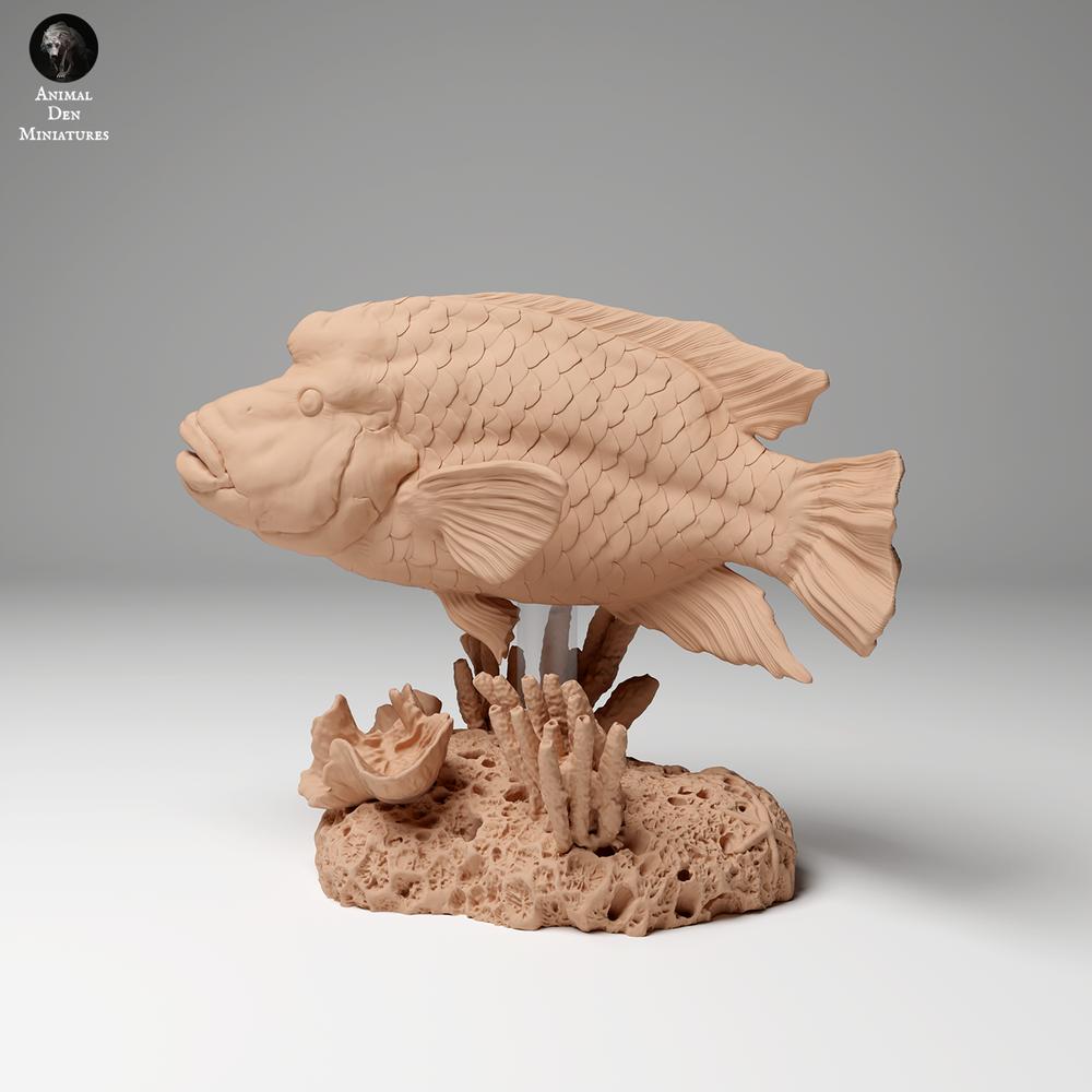 Photo produit figurine animale Animal Den Miniatures 1 : animal marin : labre Napoléon (24_06_07)