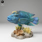 Photo produit figurine animale Animal Den Miniatures 2 : figurine d’animal marin : labre Napoléon (24_06_07)