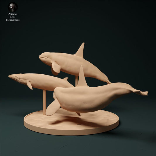 Photo produit figurine animale Animal Den Miniatures 0 : figurine d’animal marin : orques de type 2 de l’Atlantique Nord - chasse au petit rorqual (23_12_10)